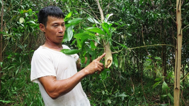 Bệnh nguy hiểm nhất trên cây keo, phòng trừ thế nào?