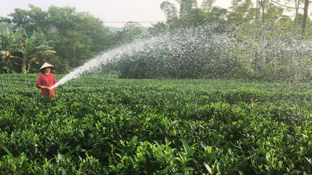 Mát lành những vườn chè ven sông