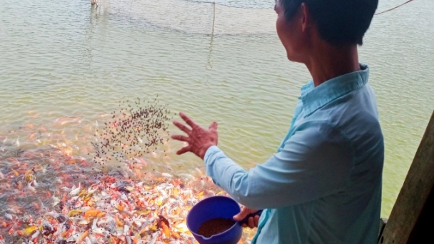 Thanh niên vùng biên khởi nghiệp thành công với 'cá quý tộc'