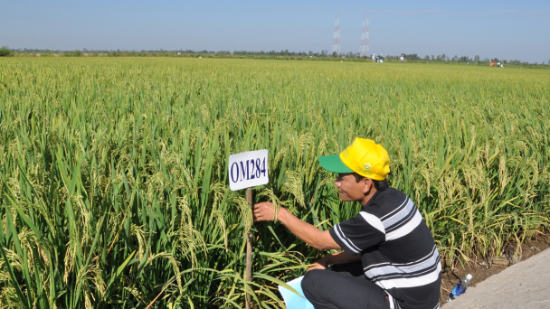 Lúa đông xuân tốt phơi phới, hứa hẹn trúng mùa