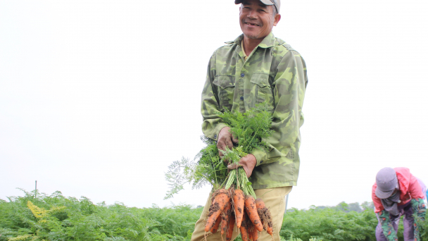 Nông dân trồng cà rốt phấn khởi vì được mùa, được giá