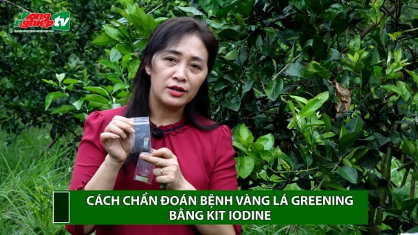 Nhận biết bệnh Greening trên cây có múi, biện pháp phòng tránh
