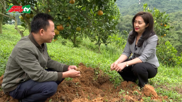 Bệnh vàng lá thối rễ hại cam quýt, nhận biết và phòng tránh