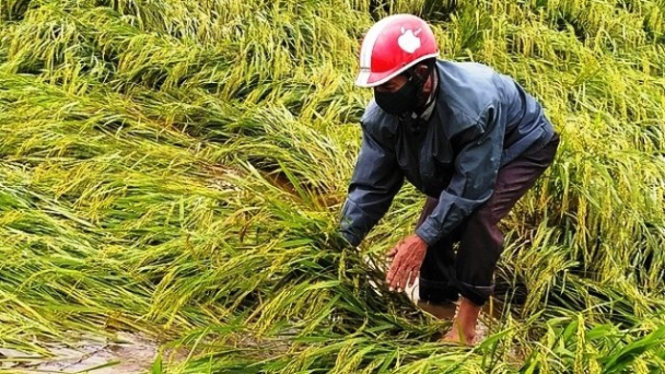 Quảng Bình cứu lúa và hoa màu bị thiệt hại