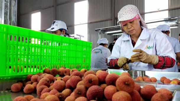 Vải thiều còn nhiều dư địa tại thị trường Mỹ