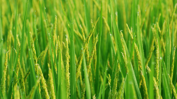 Giải pháp giúp lúa trỗ sạch bệnh
