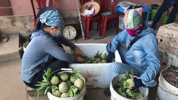 Liên kết '6 nhà' trong tiêu thụ na Đông Triều