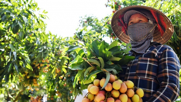 Gian nan sản xuất vải GlobalGAP