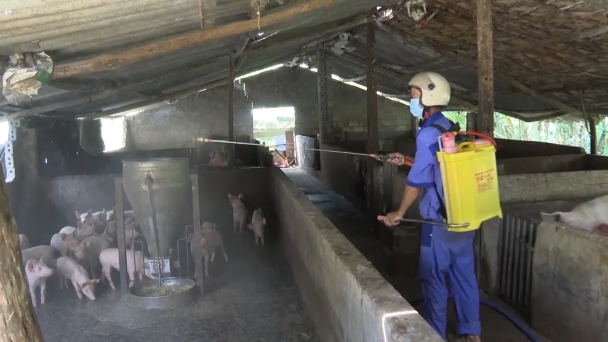 Tiêu hủy hàng trăm con lợn phòng AFS bùng phát