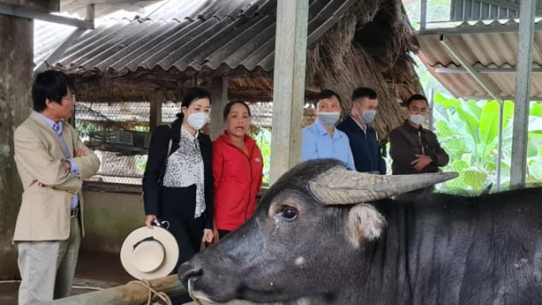 Thay đổi nhận thức người dân trong phòng chống đói rét cho vật nuôi