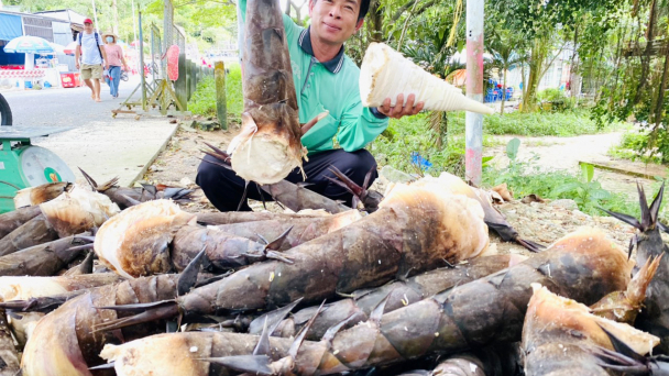 Trồng tre lấy măng cho thu nhập cao ở vùng Bảy Núi