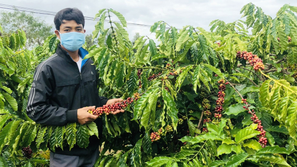 Người Ba Na nói không với phân bón hóa học