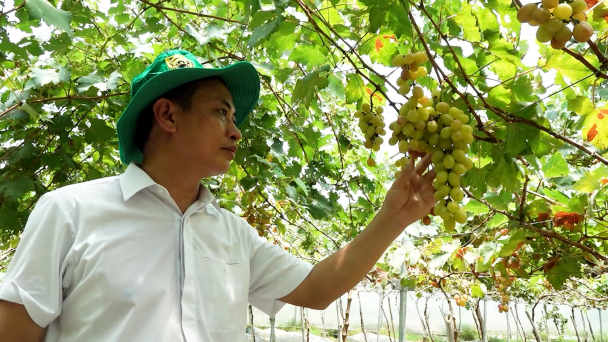 Cải tiến giàn nho kết hợp làm nhà màng thích ứng với biến đổi khí hậu