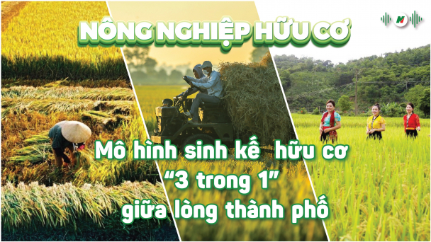 Mô hình sinh kế  hữu cơ “3 trong 1” giữa lòng thành phố