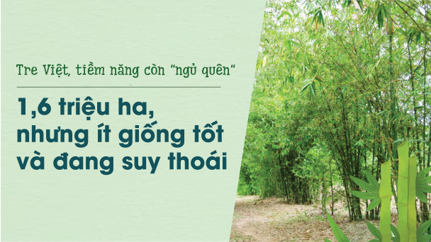 Tre Việt, tiềm năng còn 'ngủ quên': 1,6 triệu ha, nhưng ít giống tốt và đang suy thoái