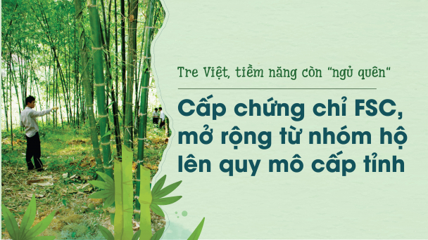 Tre Việt, tiềm năng còn 'ngủ quên': Cấp chứng chỉ FSC, mở rộng từ nhóm hộ lên quy mô cấp tỉnh