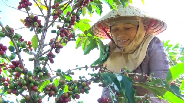 Nhiều giống cà phê chè cho triển vọng tái canh hiệu quả