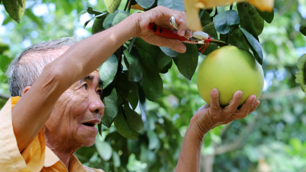 Bưởi Phúc Trạch trồng đạt chuẩn hướng đến thị trường quốc tế