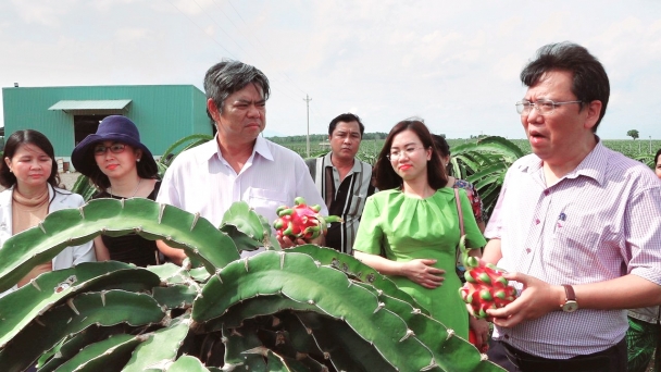 Thanh long thích ứng với quy định mới của Trung Quốc