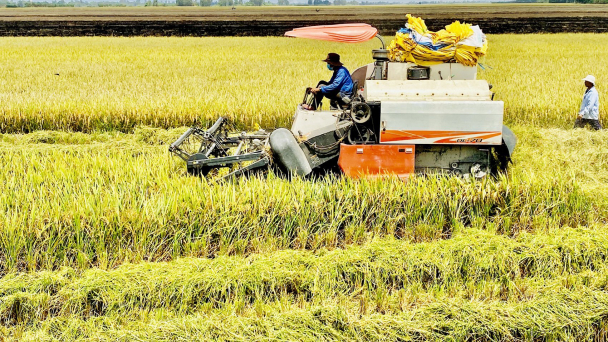 Nâng chất 'Gạo Ông Cua' từ giống lúa ST25 thích ứng phổ rộng
