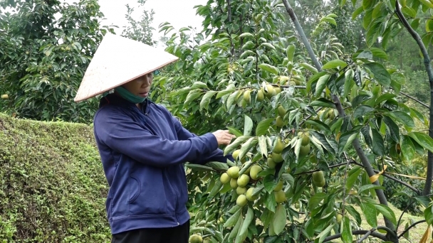 Bảo tồn, phát triển giống hồng không hạt đặc sản