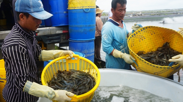 ĐBSCL: Xuất khẩu tôm trong cuộc chuyển đổi và phát huy tốt lợi thế cạnh tranh