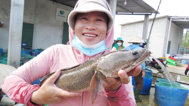 Ngư dân nuôi cá nước ngọt