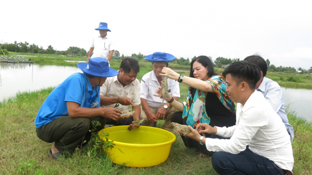 ĐBSCL: Xây dựng thành công mô hình liên kết tôm - lúa và tôm - rừng
