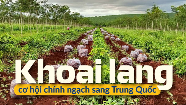 Bớt lo giá cả bấp bênh
