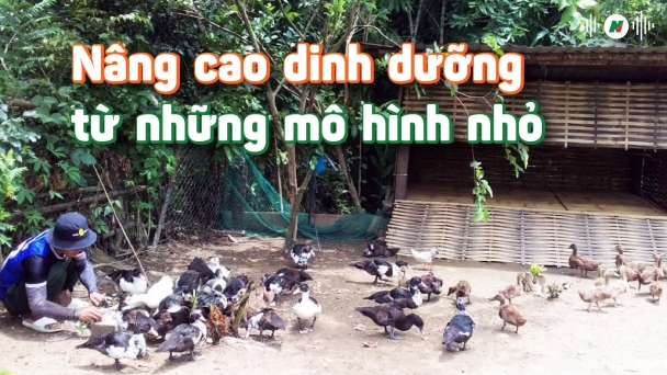 Nâng cao dinh dưỡng từ những mô hình nhỏ