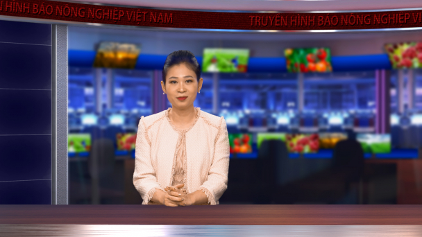 Sản xuất vải thiều theo hướng hữu cơ: Hiệu quả cao, môi trường sạch