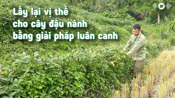 Lấy lại vị thế cho cây đậu nành bằng giải pháp luân canh