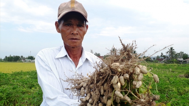Nông dân trồng lạc nói không với phân bón, thuốc bảo vệ thực vật hóa học