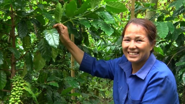 'Trẻ hóa' cà phê chè thay thế cho cà phê già cỗi