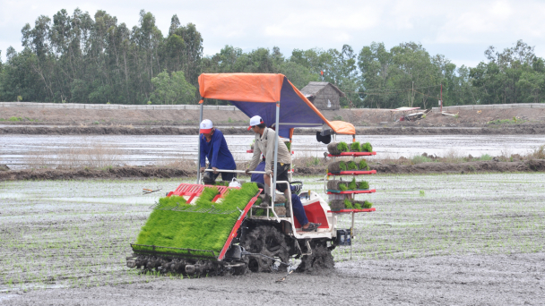 ĐBSCL: Hiệu suất cao trong ứng dụng mạ khay, máy cấy lúa