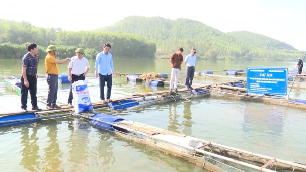 Nuôi cá diêu hồng tiêu chuẩn VietGAP trong lồng bè thu lãi hàng trăm triệu đồng