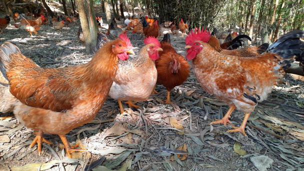Làm chủ công nghệ sản xuất giống gà Tiên Yên