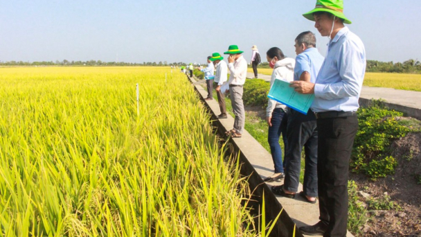 Tạo nội lực vững mạnh từ nguồn giống cho ngành hàng lúa gạo