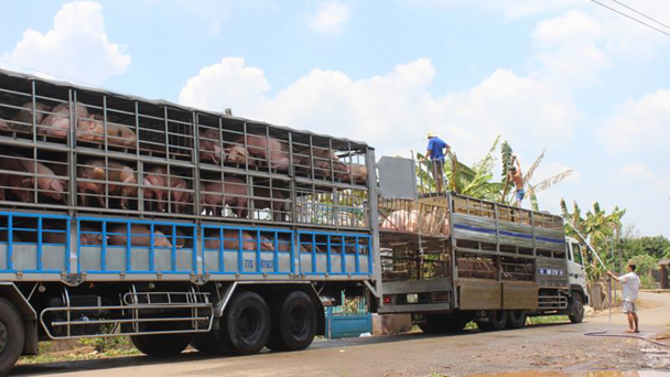 Kiểm soát hiệu quả dịch bệnh trên đàn vật nuôi dịp cuối năm