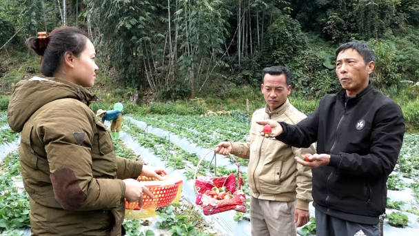 Trồng dâu tây - Hướng đi mới cho bà con vùng cao