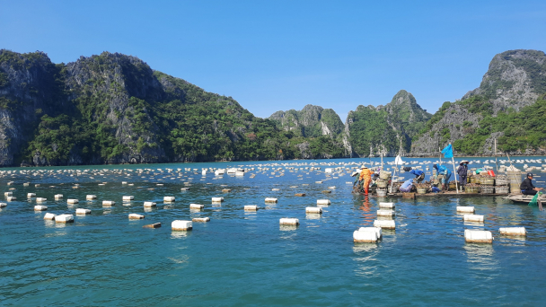 Tăng tốc xóa phao xốp trong nuôi trồng thủy sản