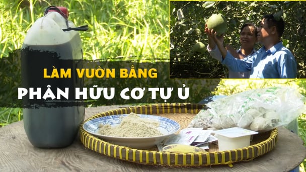 Trồng cây ăn trái bằng phân hữu cơ tự ủ giảm chi phí