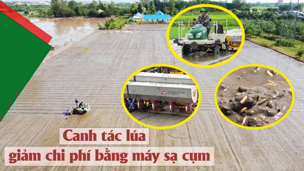 Canh tác lúa giảm chi phí bằng phương pháp sạ cụm