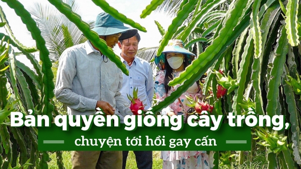 Rắc rối chuyện bản quyền giống thanh long ruột đỏ LĐ1