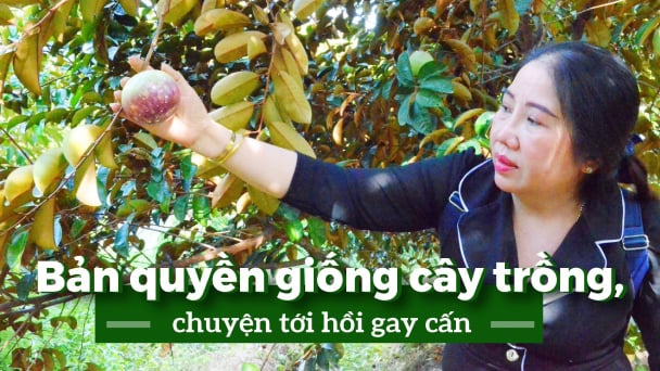 Khi bản quyền giống dễ dàng bị 'đánh cắp'