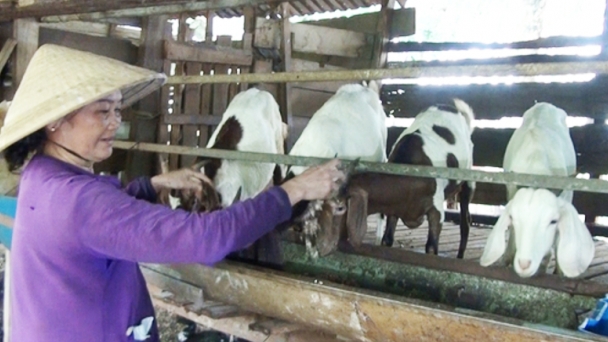 Chăn nuôi sáng tạo [Bài 1] Thị trường rộng mở với ‘dê thảo mộc’