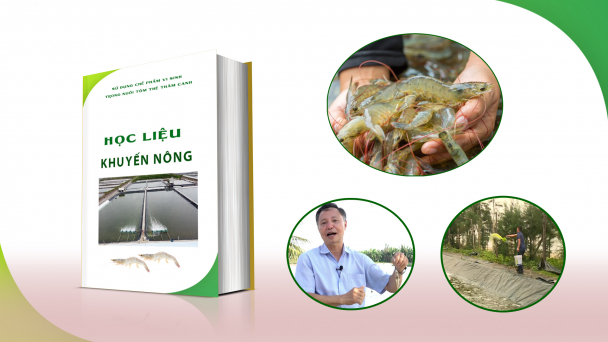 Nuôi tôm thẻ chân trắng bán thâm canh đảm bảo an toàn thực phẩm