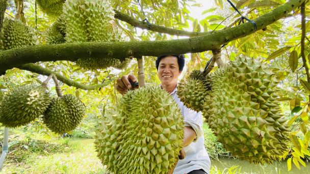 Doanh nghiệp bắt tay với Hợp tác xã tiêu thụ trái cây chủ lực