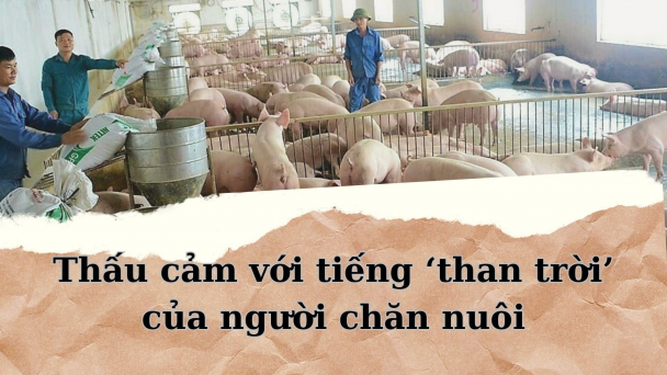 Thấu cảm với tiếng ‘than trời’ của người chăn nuôi