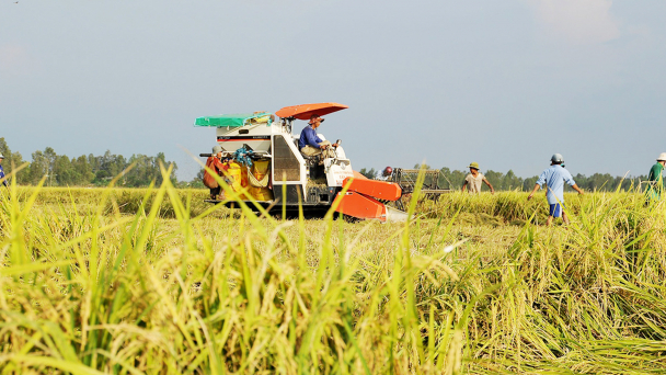 Đại điền là nền móng vững chắc cho nền nông nghiệp hiện đại